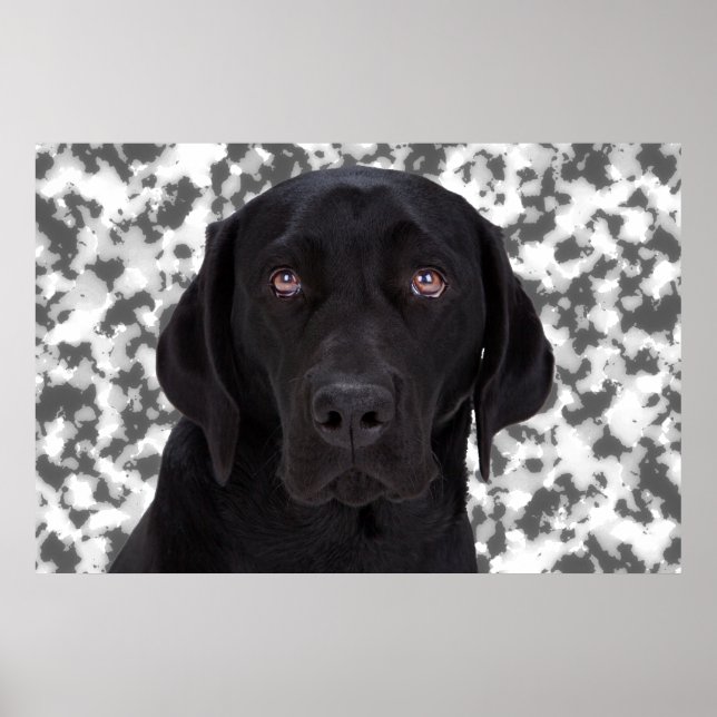 Poster Black Labrador Retriever (Frente)