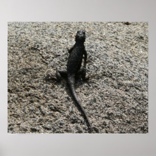 Pôster Black Lizard