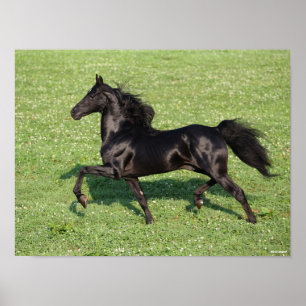 Poster Black Morgan Stallion Mane Tail Fluindo