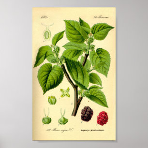Poster Black Mulberry (Morus nigra)