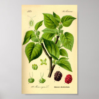 Poster Black Mulberry (Morus nigra)