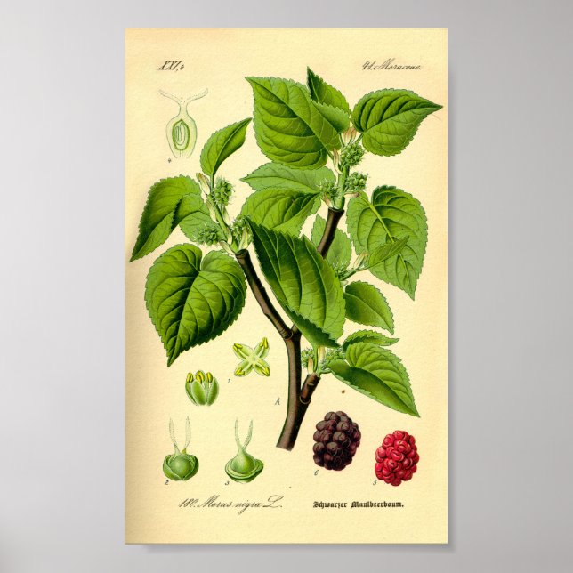 Poster Black Mulberry (Morus nigra) (Frente)