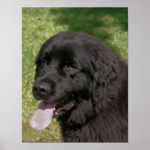 Poster Black Newland Dog Animal