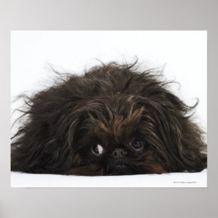 Poster Black Pekingese dog lying down