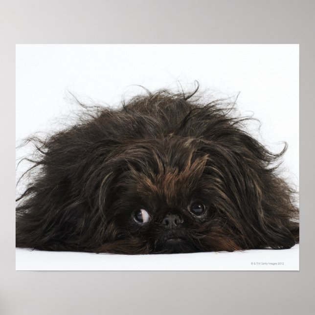 Poster Black Pekingese dog lying down (Frente)