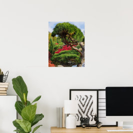 Poster Black Pine Tree and Red Japanese Maple Photo
