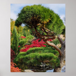 Poster Black Pine Tree and Red Japanese Maple Photo
