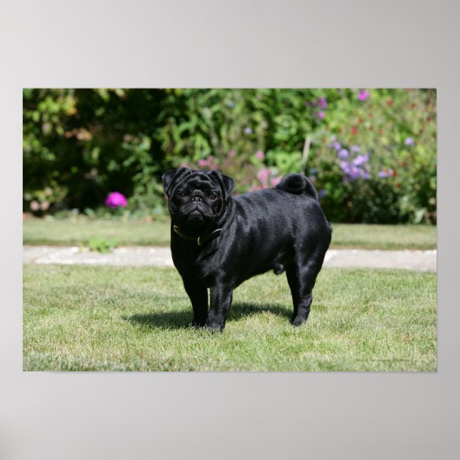 Poster Black Pug em pé olhando para a câmera (Frente)
