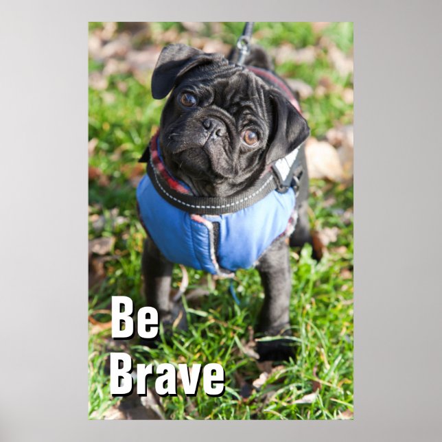 Poster Black Pug Puppy Wearing A Jacket (Frente)