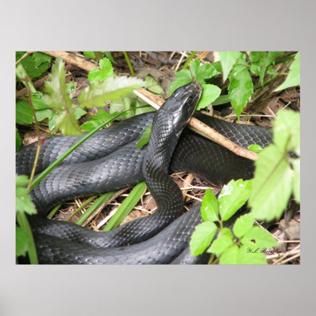 Poster Black Racer Sunning (Frente)