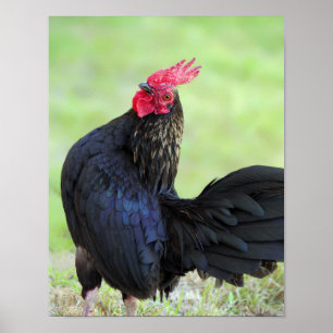Pôster Black Rooster