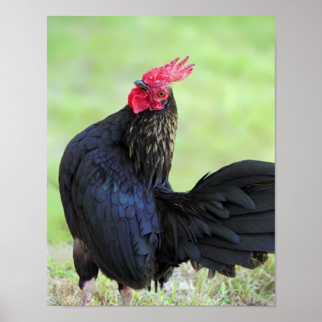 Pôster Black Rooster (Frente)