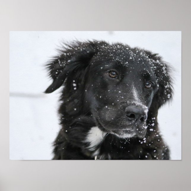 Poster Black Shepherd Dog in the Snow (Frente)