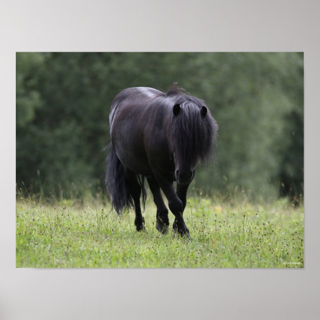 Poster Black Shetland Pony Stallion Walking (Frente)