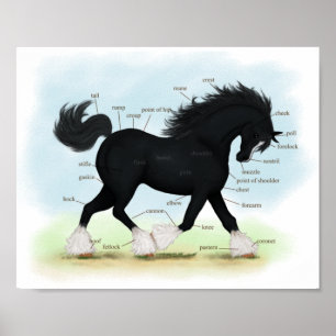 Poster Black Shire Horse Educational Anatomical Chart