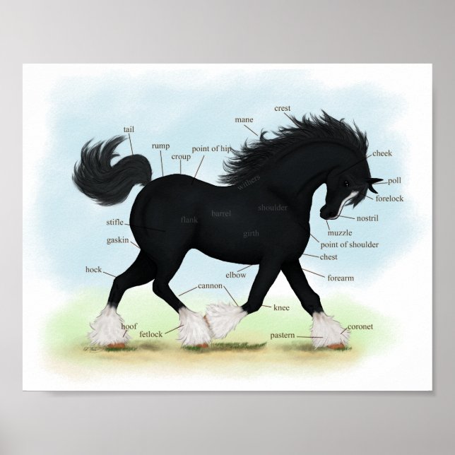 Poster Black Shire Horse Educational Anatomical Chart (Frente)