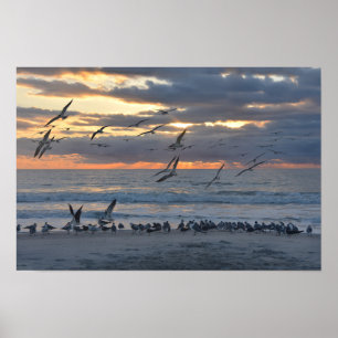 Poster Black Skimmers Landing on the Beach at Sunrise