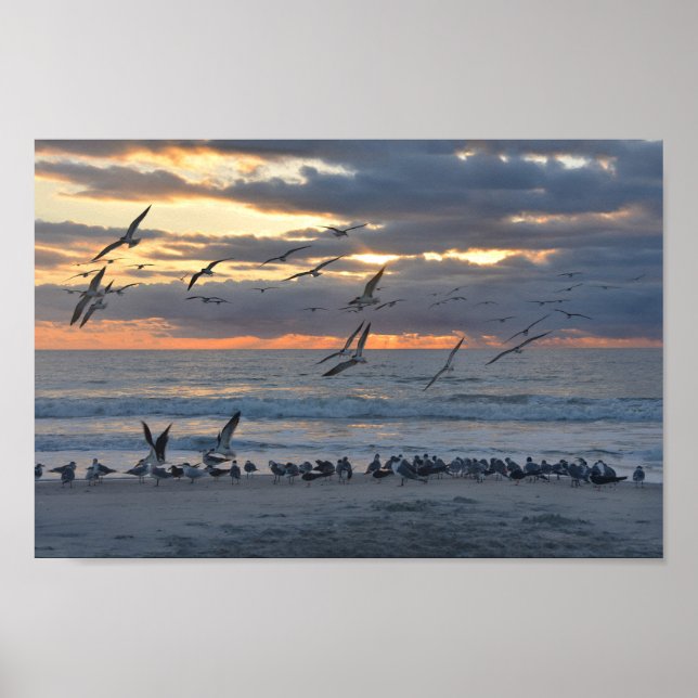 Poster Black Skimmers Landing on the Beach at Sunrise (Frente)