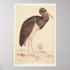 Poster Black Stork (Ciconia nigra) 1835, Lear, Edward,