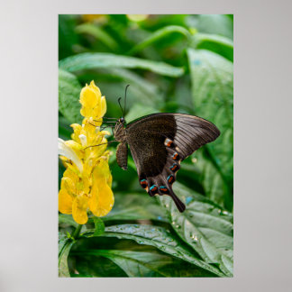 Poster Black Swallowtail Butterfly on flower