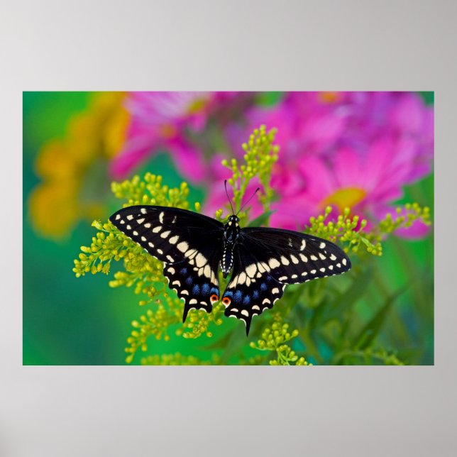 Poster Black Swallowtail no Ouro Rod (Frente)