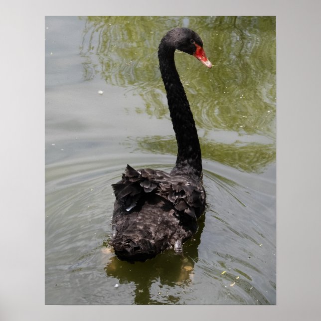 Poster Black Swan in Tranquil Pond (Frente)