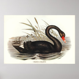 Poster Black Swan Vintage
