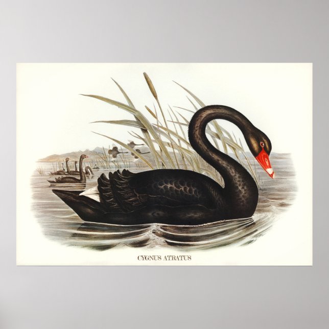 Poster Black Swan Vintage (Frente)