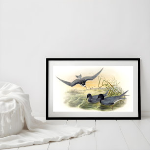 Poster Black Tern