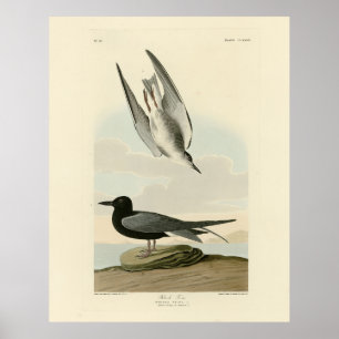 Poster Black Tern from Audubon's Birds of America