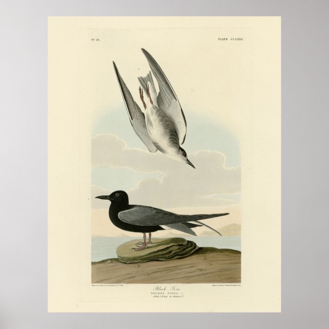 Poster Black Tern from Audubon's Birds of America (Frente)