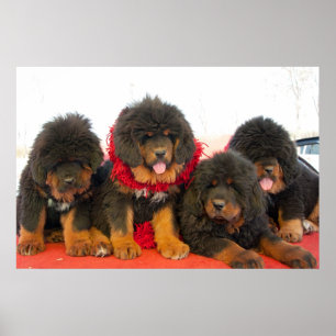 Pôster Black Tibetan Mastiff