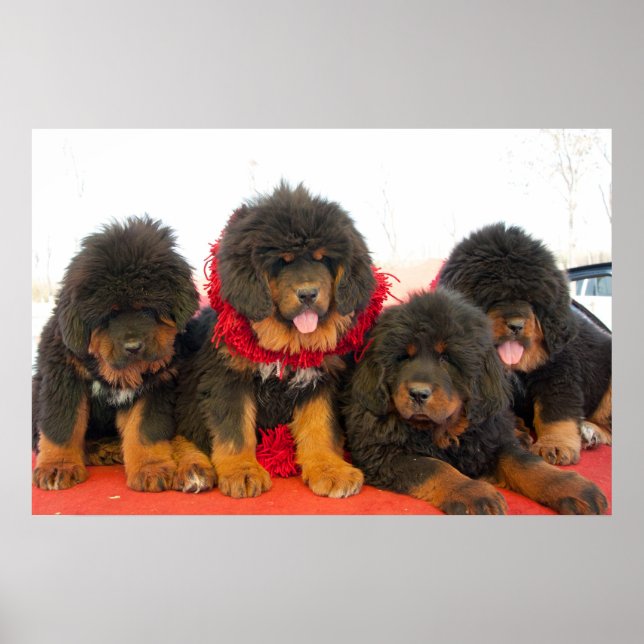 Pôster Black Tibetan Mastiff (Frente)