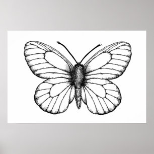 Poster Black-veined white butterfly