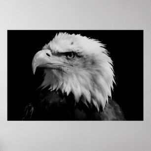Poster Black & White American Bald Eagl