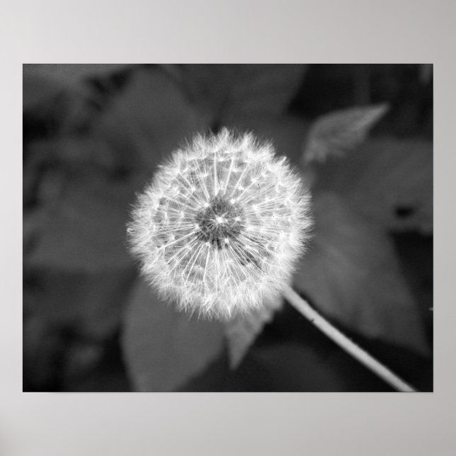 Poster Black & White Dandelion in Front of Leaves 16x20 (Frente)