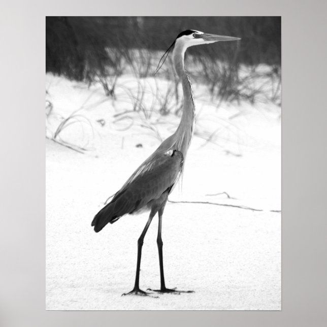 Poster Black & White Heron em pé na praia Sandy (Frente)