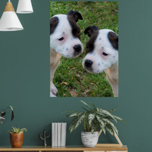 Poster Black White Staffordshire Bull Terrier Puppies,
