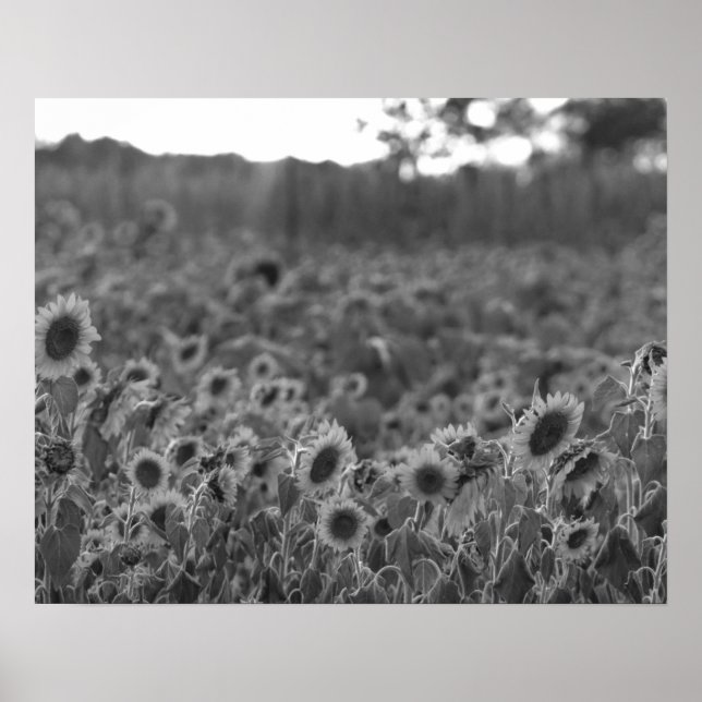 Poster Black & White Sunflower Sunset in a Field 16x20 (Frente)
