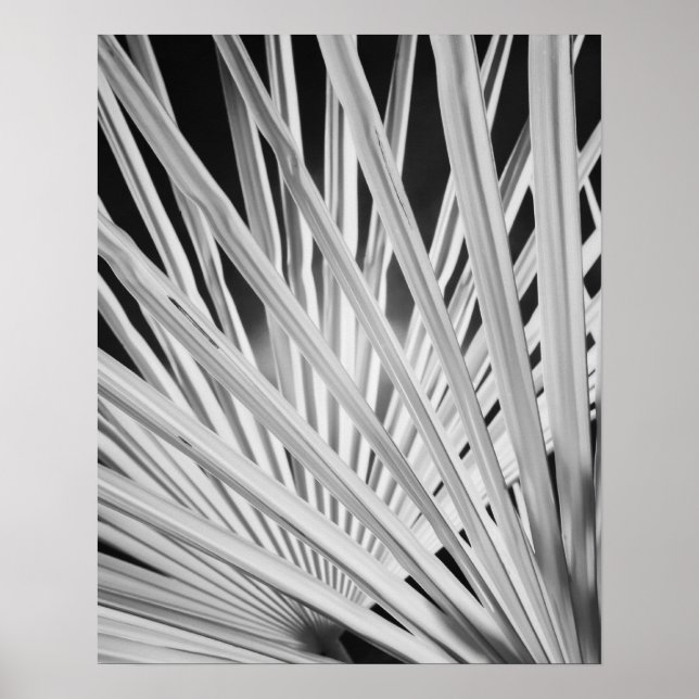 Poster Black & White view of palm tree fronds (Frente)