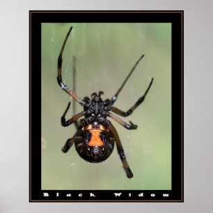 Pôster Black Widow