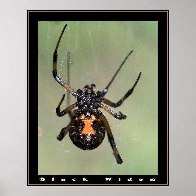 Pôster Black Widow (Frente)