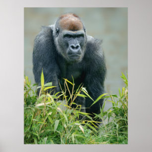 Poster Blackback Gorilla Lope