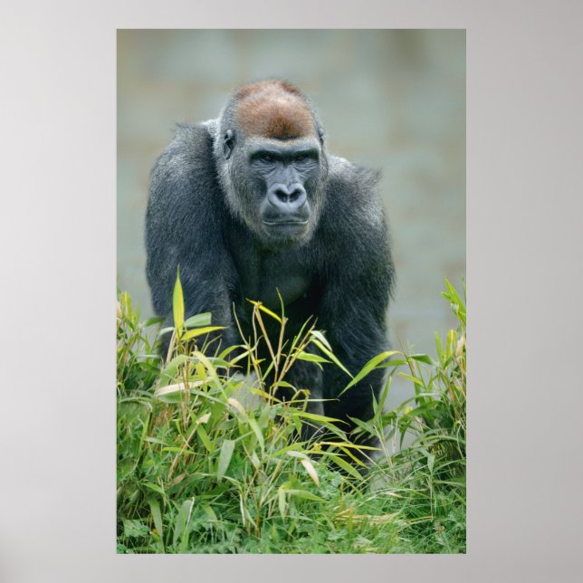Poster Blackback Gorilla Lope (Frente)