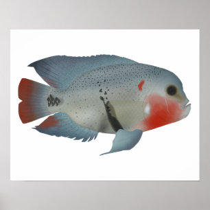 Poster Blackbelt Cichlid