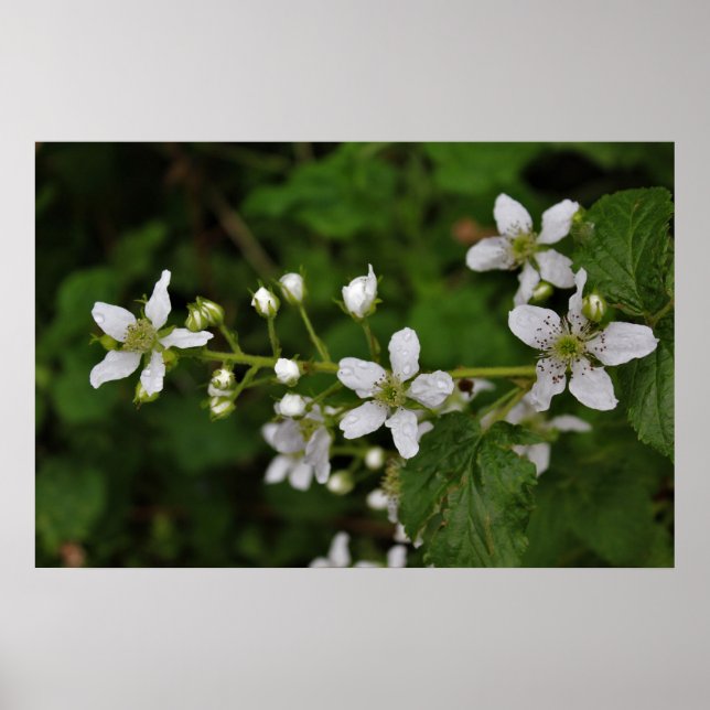 Poster Blackberry Blossoms (Frente)