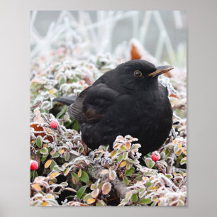 Poster Blackbird