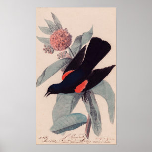 Pôster Blackbird com asa vermelha por John James Audubon