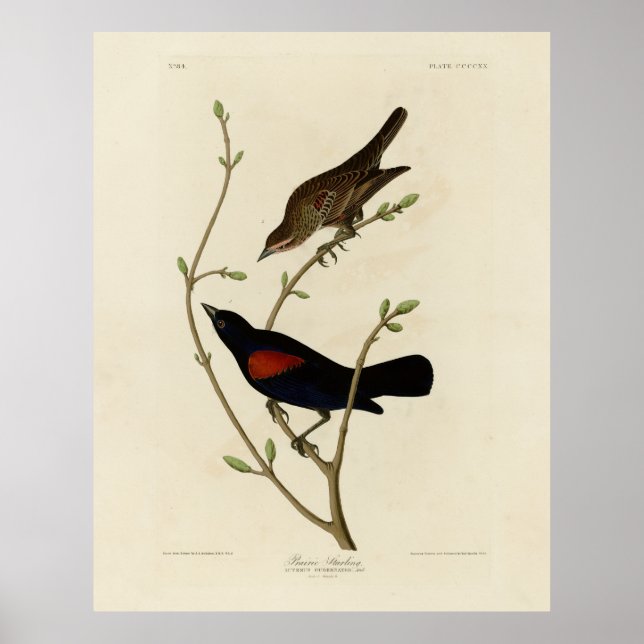 Poster Blackbird de asa vermelha - Aves da América de Aud (Frente)
