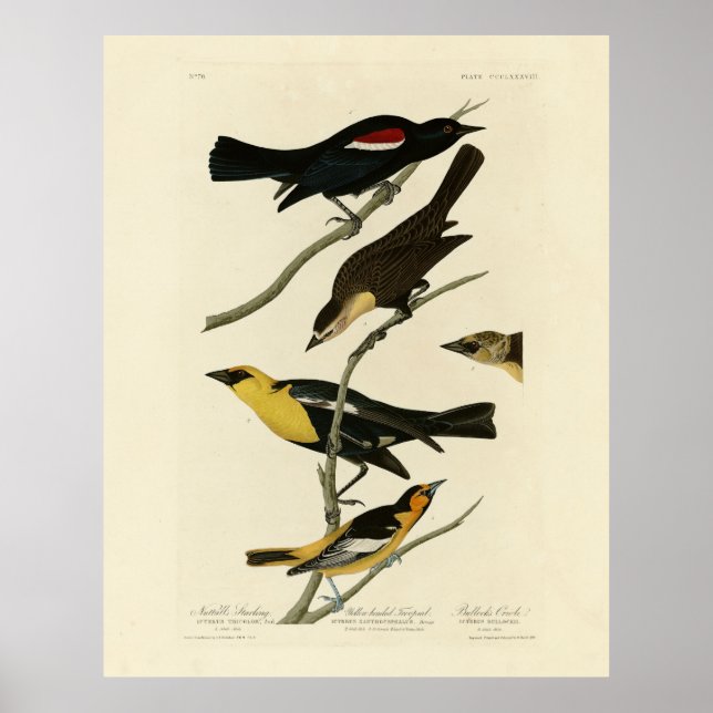 Poster Blackbird e Oriole, Aves da América do Audubon (Frente)